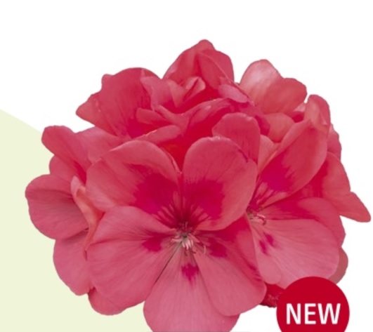 Pelargonium interspecific Mira (5100)